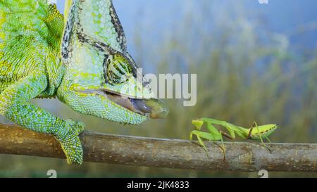 Primo piano del camaleonte velato caccia al mantis in preghiera. Camaleonte velato, camaleonte con testa a cono o camaleonte dello Yemen Foto Stock