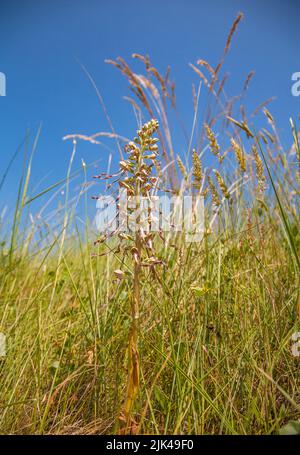 Lizard Orchid Himantoglossum hircinum crescere nell'erba ruvida confinante con un campo da golf nel Kent UK Foto Stock