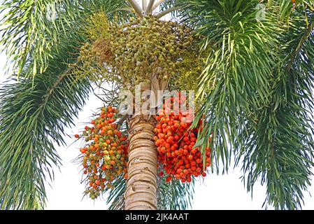 Incredibile frutta Betel Nut Palm Tree alla luce del sole Foto Stock