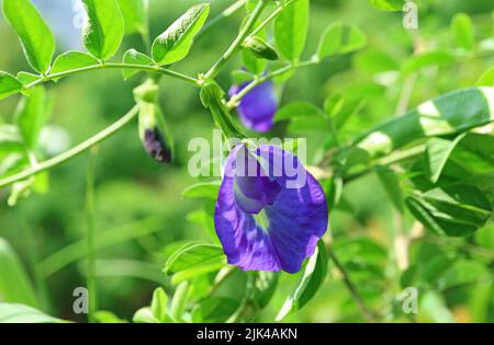 Primo piano di una splendida Pea di farfalle o fiore Aparajita con germogli che fioriscono alla luce del sole Foto Stock