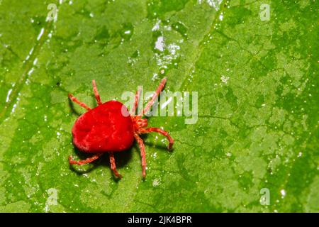 Mite di velluto rosso su una foglia verde Foto Stock