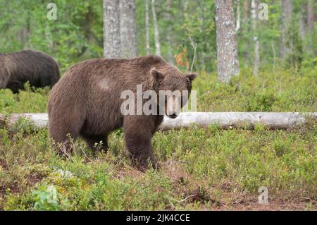 Orso bruno (Ursus arctos) fotografato nella foresta di taiga della Finlandia. Il maschio locale dominante ha appena visto fuori un rivale, che può essere visto ritirarsi Foto Stock