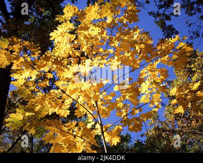 L'acero giallastro lascia contro un cielo blu. Foto Stock