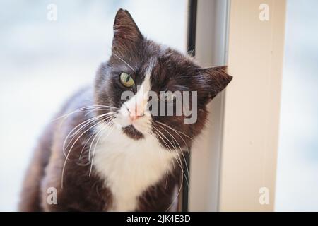 Il gatto bianco e nero con un orecchio strappato si trova in una porta Foto Stock