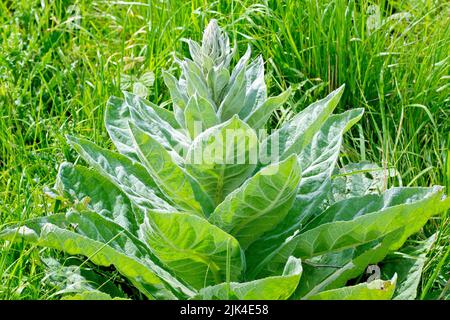 Grande Mullein o asta di Aaron (verbascum thapsus), primo piano della grande quantità di foglie basali che la pianta produce prima della fioritura. Foto Stock