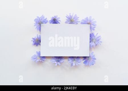 Saluto mockup scena. Cartolina di carta bianca, teste di fiori di cicoria intorno al perimetro. Foto Stock