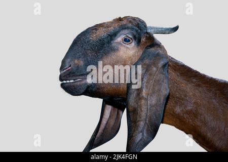 Capra isolato su bianco con Clipping Path Foto Stock