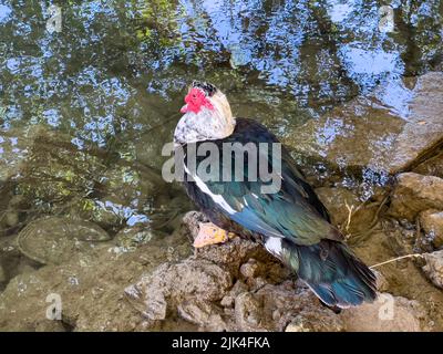 Un'anatra moscovica maschile (Cairina moschata) che riposa in ombra su una riva del fiume Foto Stock