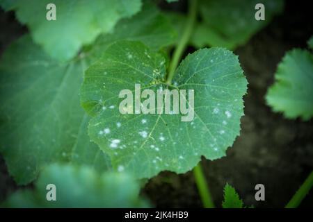 Una foglia di zucchine affetta dalla malattia, con macchie bianche. Malattia fungina o virale delle piante. Problemi nella coltivazione biologica di ortaggi, mista Foto Stock