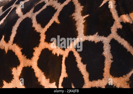 struttura e modello della pelliccia di una giraffa, primo piano Foto Stock