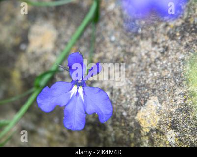 Primo piano di (Bat-like) Lobelia Fontana luce Blu fiore in fiore estate Foto Stock