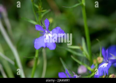 Primo piano di (Bat-like) Lobelia Fontana luce Blu fiore in fiore estate Foto Stock