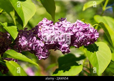 graziosi rami freschi di fiori di lilla su sfondo di foglie verdi Foto Stock