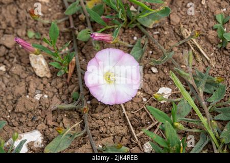 Primo piano dettagliato di un campo rosa e bianco bindweed fiore a.k.a. bearbine, bethbine, cornbine, campo convolvulus, selvaggio convolvulus (Convolvulu Foto Stock