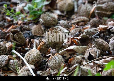 Primo piano di una noce di faggio macinata da un faggio europeo (Fagus sylvatica) Foto Stock