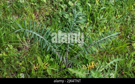 Primo piano dettagliato di un giovane cardo di lana (Cirsium eriophorum) Foto Stock