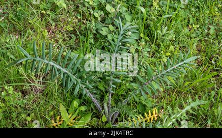 Primo piano dettagliato di un giovane cardo di lana (Cirsium eriophorum) Foto Stock