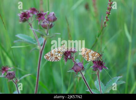Heath fritillary, Melitaea athalia che riposa su Marshlocks viola, Comarum palustre Foto Stock