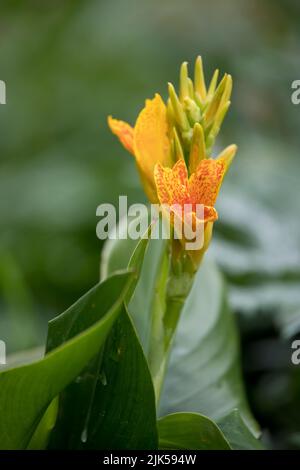 Giallo fioritura Isola di canna Tenerife pianta in un giardino nel mese di luglio, Inghilterra, Regno Unito Foto Stock