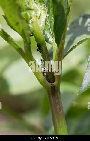 Blackfly (afidi di fagioli neri) e formiche contadine su una pianta di dahlia all'inizio dell'estate, Regno Unito Foto Stock