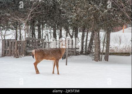 Capriolo di coda bianca nella tempesta di neve Foto Stock