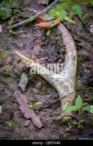 Un vecchio cervo Whitetail (Odocoileus virginianus) ha segni di gnaw su un dente, fornendo nutrienti ad altri animali selvatici. Raleigh, Carolina del Nord. Foto Stock