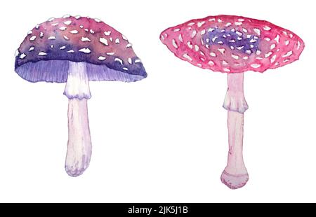 Acquerello disegno a mano di funghi amanita legno velenoso foresta. Porpora rosa scuro Halloween strega clipart in mistico stile boho magico Foto Stock