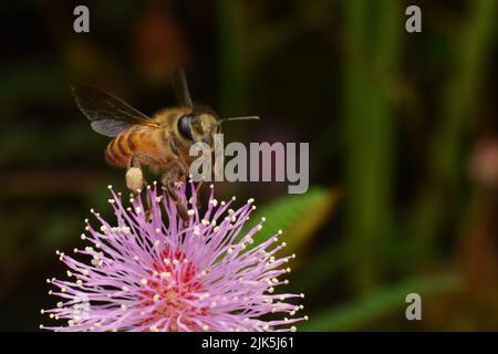 Da vicino foto di un'ape che visita la testa di fiori di mametliant. Foto Stock