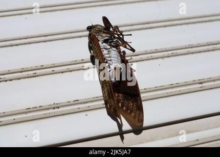 Cicale morte sul balcone in estate. Estate in Giappone. Foto Stock