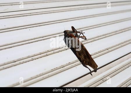 Cicale morte sul balcone in estate. Estate in Giappone. Foto Stock