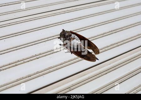 Cicale morte sul balcone in estate. Estate in Giappone. Foto Stock