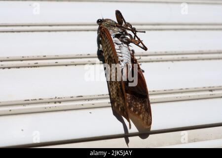 Cicale morte sul balcone in estate. Estate in Giappone. Foto Stock