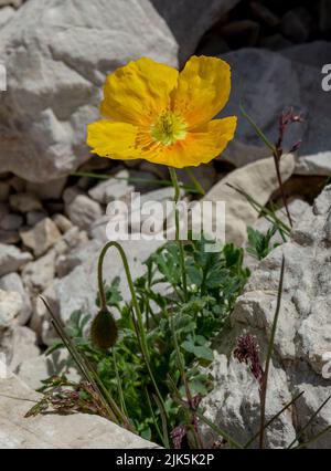 Papavero alpino giallo fiorente (Papaver alpinum o rhaeticum). Papavero in fiore nelle Dolomiti. Italia. Foto Stock