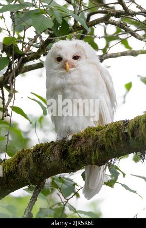 White (albinos) Leucistic Fledgling Barred Owl a Port Coquitlam BC Canada, luglio 2022 Foto Stock