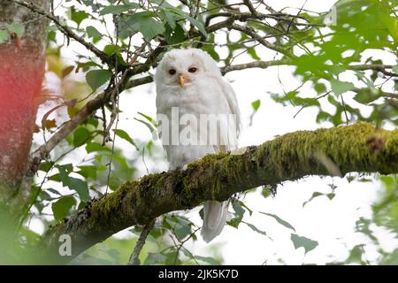 White (albinos) Leucistic Fledgling Barred Owl a Port Coquitlam BC Canada, luglio 2022 Foto Stock