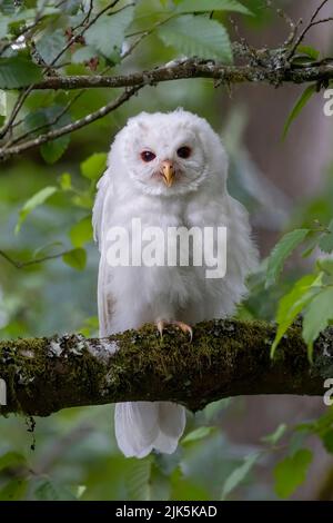 White (albinos) Leucistic Fledgling Barred Owl a Port Coquitlam BC Canada, luglio 2022 Foto Stock