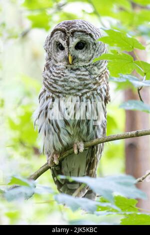 Uccello di Owl Barred a Port Coquitlam BC Canada, 2022 luglio Foto Stock
