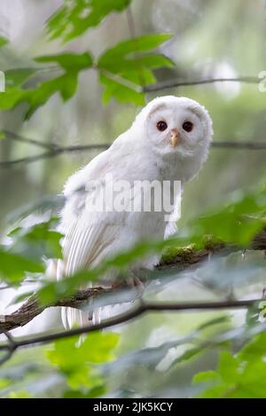 White (albinos) Leucistic Fledgling Barred Owl a Port Coquitlam BC Canada, luglio 2022 Foto Stock