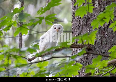 White (albinos) Leucistic Fledgling Barred Owl a Port Coquitlam BC Canada, luglio 2022 Foto Stock