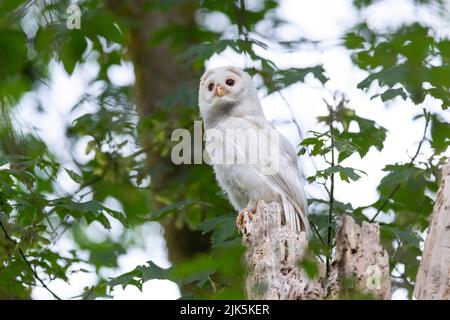 White (albinos) Leucistic Fledgling Barred Owl a Port Coquitlam BC Canada, luglio 2022 Foto Stock