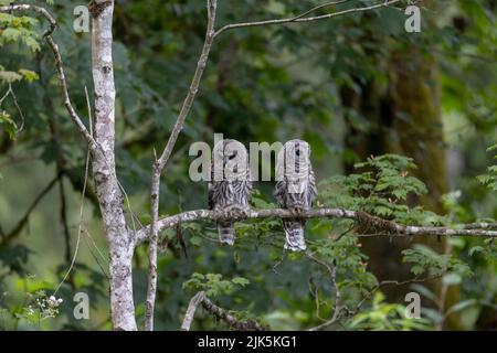 Fledgling Barred Owl a Port Coquitlam BC Canada, luglio 2022 Foto Stock
