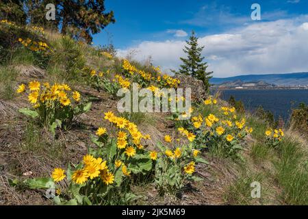 Arrowleaf balsamroot primavera fiori selvatici frowing nelle colline sopra Kelowna, British Columbia, Cnaada. Foto Stock