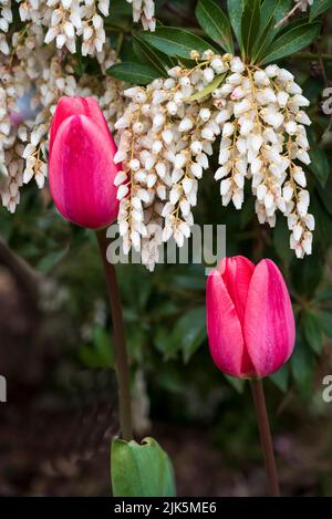 Tulipani rossi in un giardino decorativo ad Abbotsford, British Columbia, Canada. Foto Stock