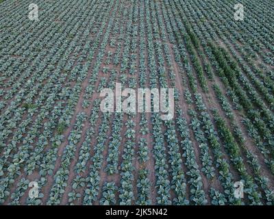 Cavolo verde fresco nel campo della fattoria. Vista aerea paesaggistica di un cabbages di recente crescita testa in linea. Vivido campo agricolo in zona rurale top Foto Stock