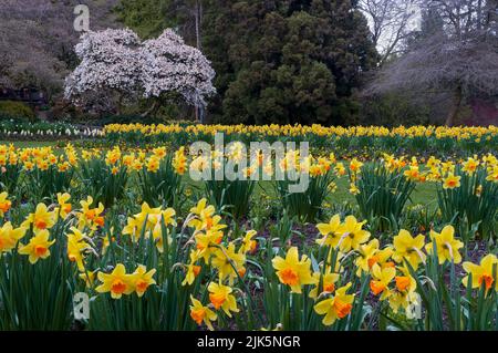 Giardini di fiori di primavera in piena fioritura a Stanley Park, Vancouver, British Columbia, Canada. Foto Stock