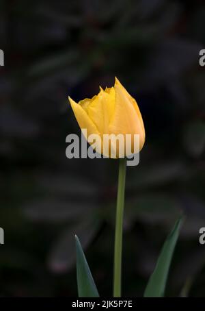 Fiori primaverili nei giardini botanici Van Dusen, Vancouver, British Columbia, Canada. Foto Stock