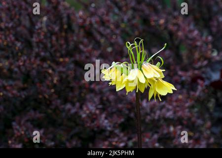 Fiori primaverili nei giardini botanici Van Dusen, Vancouver, British Columbia, Canada. Foto Stock