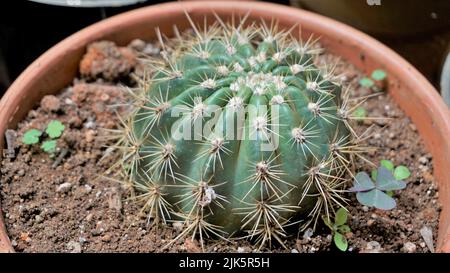 Belle piante di vaso di cactus interno di Echinocactus grusonii o Kroenleinia grusonii da un giardino vivaio. Noto anche come cactus a botte d'oro, dorato Foto Stock