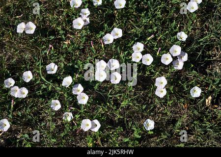 Convolvulus fiori nell'erba vista dall'alto Foto Stock