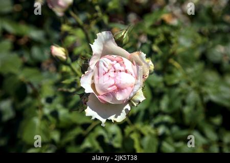 Vecchia rosa in procinto di aprirsi visto da vicino Foto Stock
